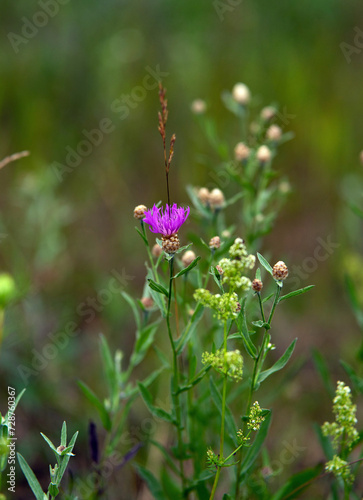 Beautiful wildflowers in an amazing green meadow... © Віталій Віжанський