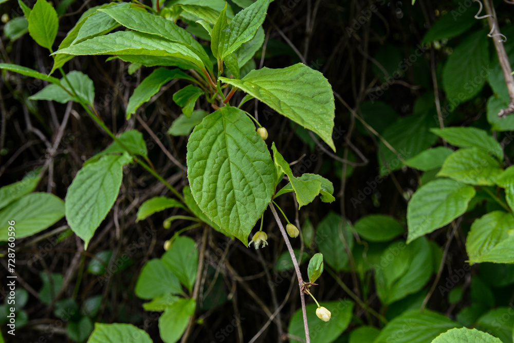 Blooming medicinal lemongrass. Schisandra chinensis. Blooming medicinal lemongrass. Schisandra chinensis.