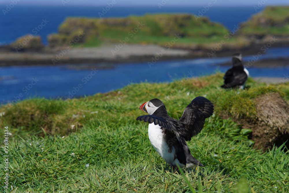 Atlantic puffins on the isle of Lunga in Scotland. The puffins breed on Lunga, a small island of the coast of Mull. Atlantic puffins on the isle of Lunga in Scotland. The puffins breed on Lunga, a small island of the coast of Mull.