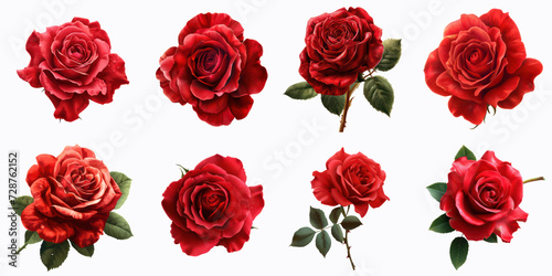 Collection of Red Roses  Isolated on White  Perfect for Romantic and Floral Themes