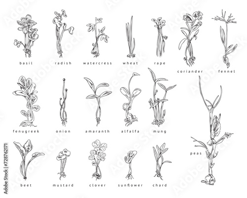 Microgreen, set vector illustrations, black and white hand drawn sketch