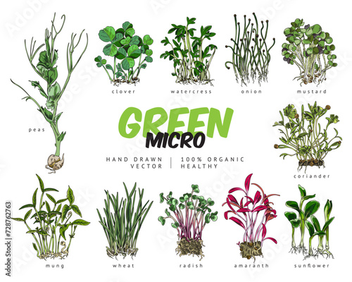 Color microgreens botanical vector set with titles, hand drawn natural watercress, clover, peas, coriander salad herbs photo