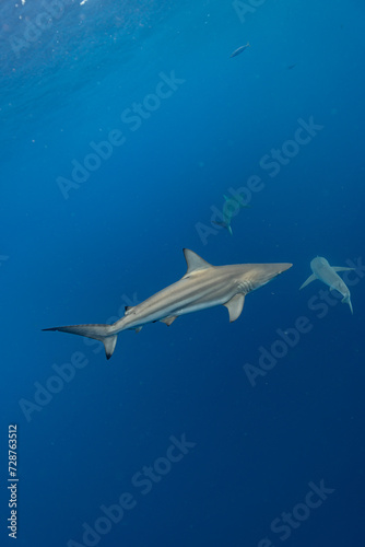 Oceanic Black Tip Swims in Blue Water in front of other sharks