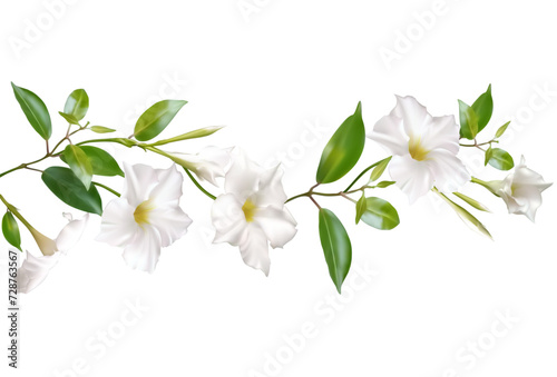 White climbing flowers. Beautiful floral background. Dipladenia. Mandevila. Green leaves. Border. Blooming liana. Tropical flower.
