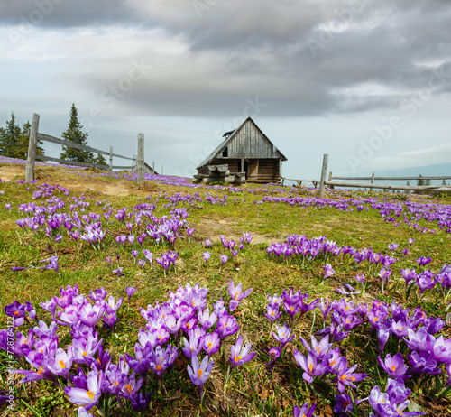 Fototapeta Naklejka Na Ścianę i Meble -  Purple Crocus flowers on spring mountain hill