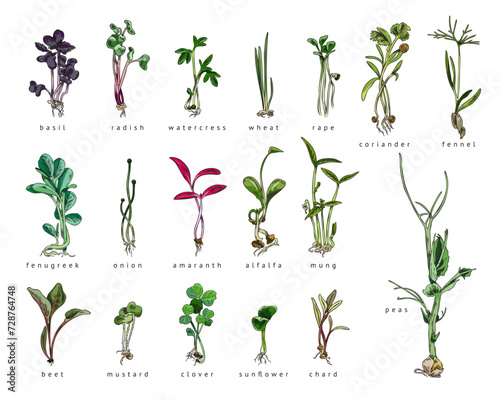 Set of hand drawn colorful micro-green sprouts with names sketch style