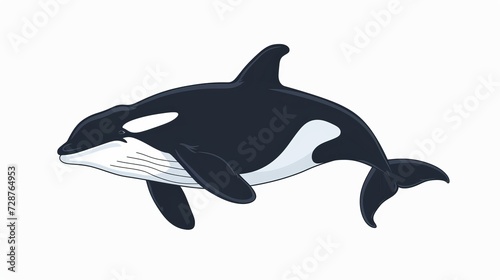 Killer whale black and white.