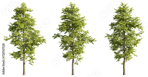 Set of deciduous trees on a transparent background  big tree cutouts for digital composition  illustration  architecture visualization