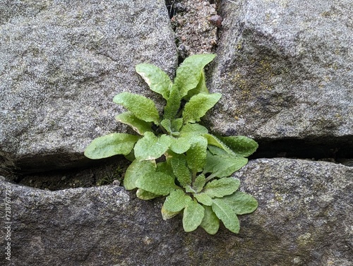 Thale Cress (Arabidopsis thaliana) growing from a wall, United Kingdom photo