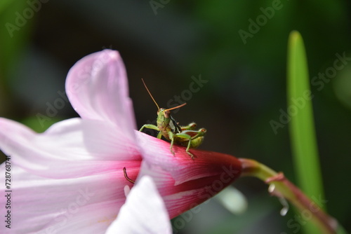 close up baby grasshopper over a wild pink flower