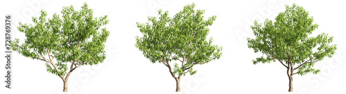 Set of deciduous trees on a transparent background  big tree with green foliage cutouts for digital composition  illustration  architecture visualization