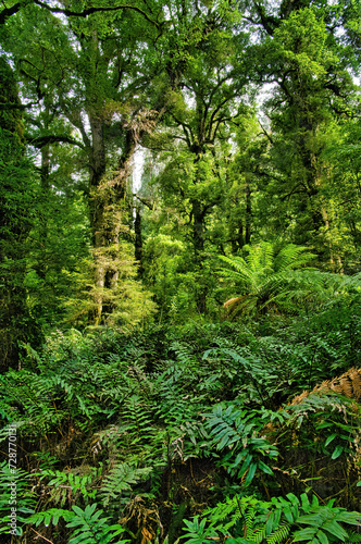 Giant trees and a dense undergrowth of different kinds of ferns in the lush rainforest of the Yarra Ranges National Park, Victoria, Australia 