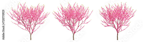 Set of deciduous trees on a transparent background  big tree with pink foliage cutouts for digital composition  illustration  architecture visualization