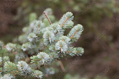 Close-up of young shoots of spruce.