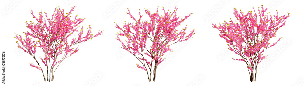 Set of deciduous trees on a transparent background, big tree with pink foliage cutouts for digital composition, illustration, architecture visualization