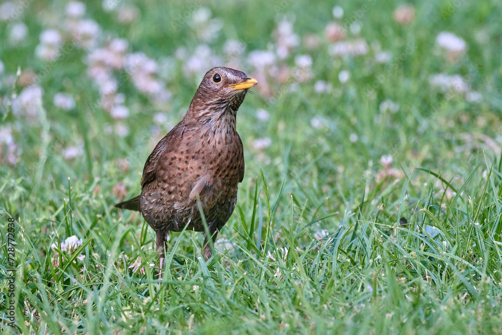 common or eurasian blackbird, Turdus merula, hopping and foraging in the grass of a middle european backyard. common or eurasian blackbird, Turdus merula, hopping and foraging in the grass of a middle european backyard.