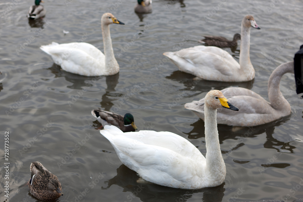 Obraz premium Iceland Reykjavik city view on a cloudy summer day.