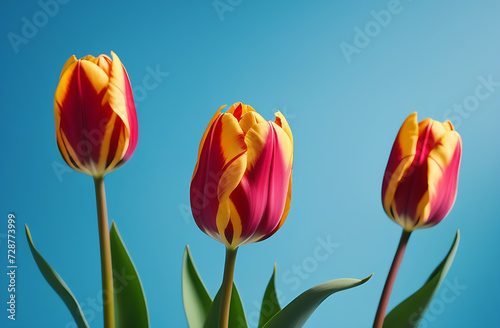 Three red tulips on a blue background