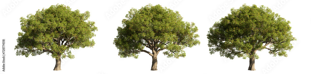 Set of deciduous trees on a transparent background, big tree with green foliage cutouts for digital composition, illustration, architecture visualization Set of deciduous trees on a transparent background, big tree with green foliage cutouts for digital composition, illustration, architecture visualization