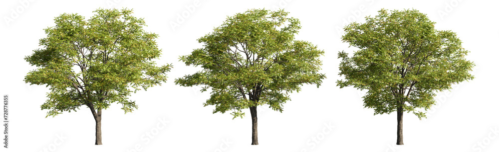 Set of deciduous trees on a transparent background, big tree with green foliage cutouts for digital composition, illustration, architecture visualization Set of deciduous trees on a transparent background, big tree with green foliage cutouts for digital composition, illustration, architecture visualization