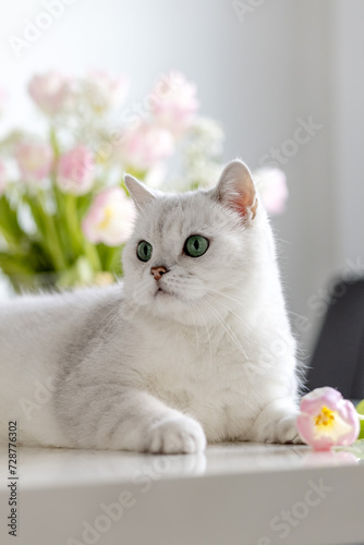 A white British cat lies near pink tulips. Photo