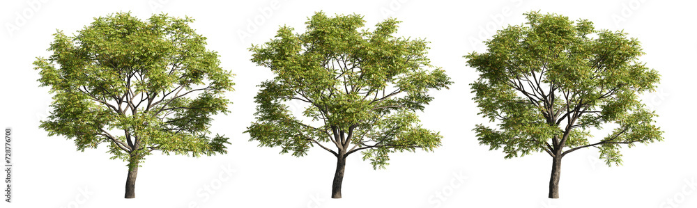 Set of deciduous trees on a transparent background, big tree with green foliage cutouts for digital composition, illustration, architecture visualization Set of deciduous trees on a transparent background, big tree with green foliage cutouts for digital composition, illustration, architecture visualization