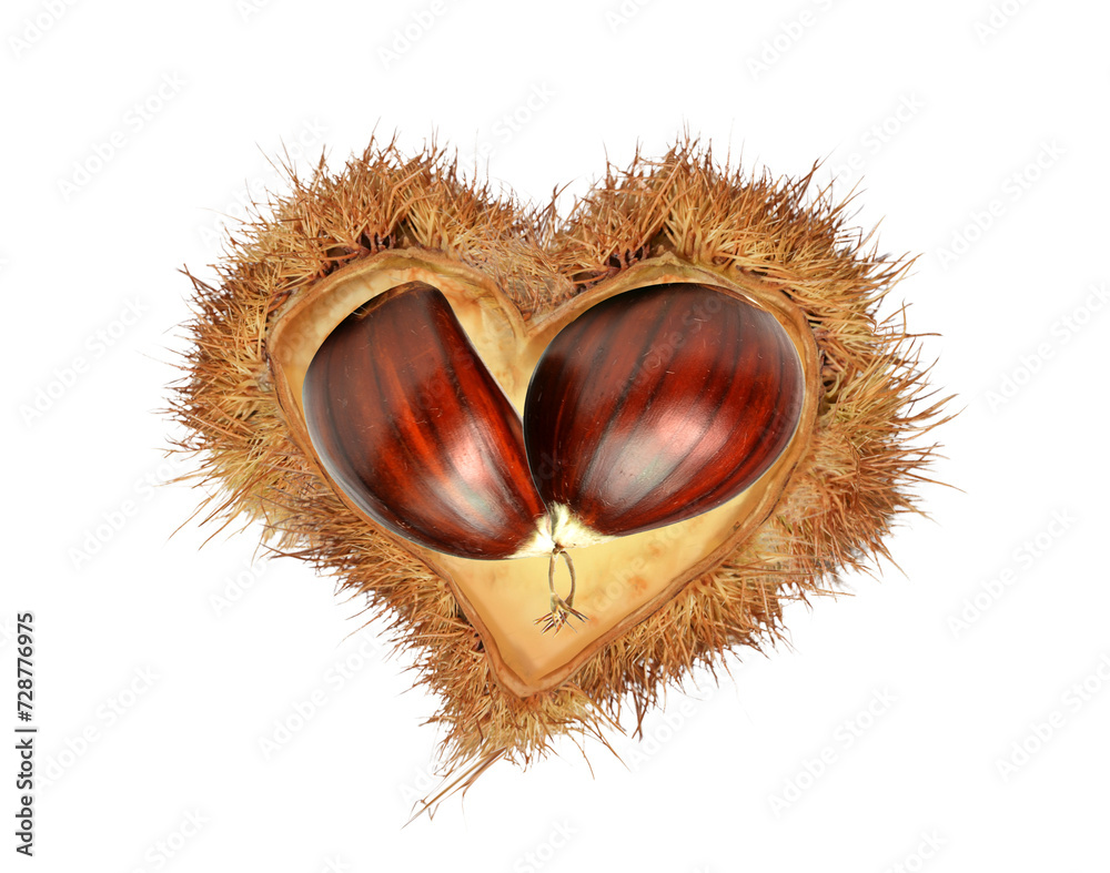 love hearts valentines red chestnuts nest isolated for love hearts valentines red chestnuts nest isolated for