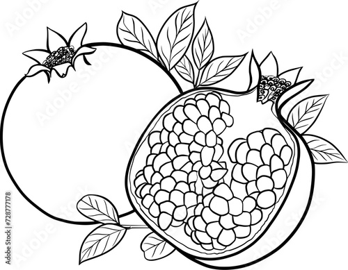 pomegranates outline illustration on transparent background