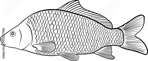 crucian carp line drawing isolated on transparent background	
