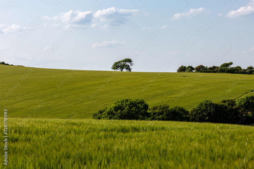 Green fields in Sussex on a sunny summer's day Green fields in Sussex on a sunny summer's day