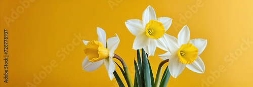 Garden flowers of daffodil on yellow background. Top-down view and copy space