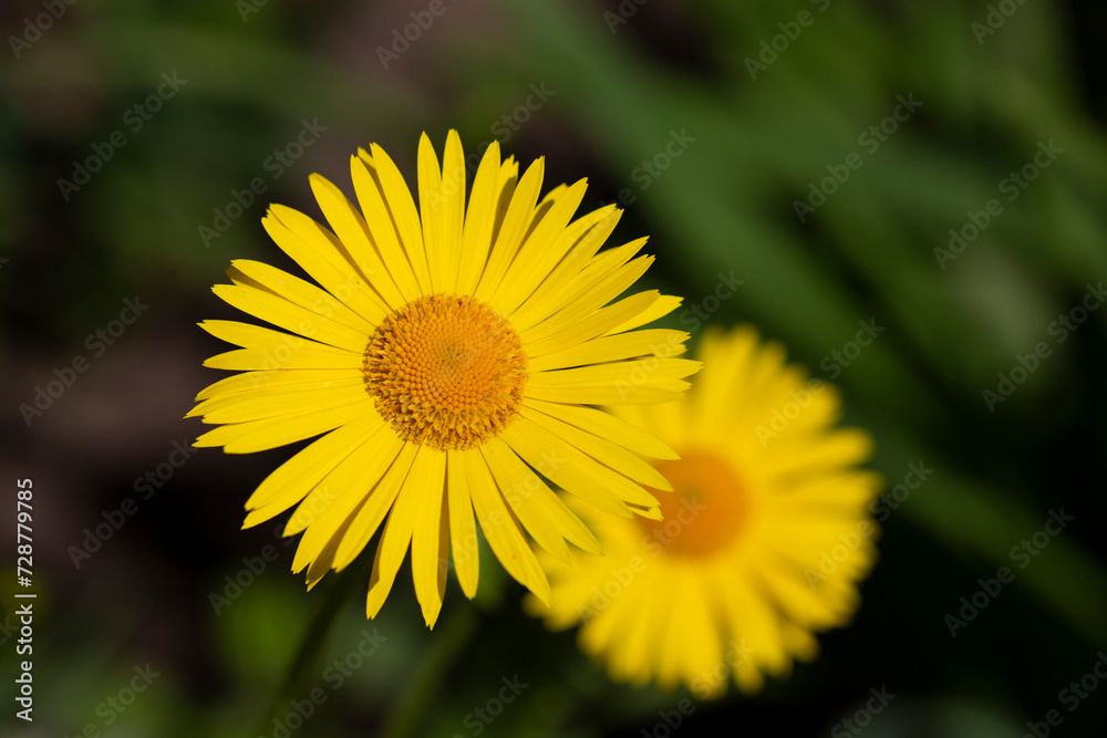 Doronicum orientale - leopard's bane, yellow daisy spring flower Doronicum orientale - leopard's bane, yellow daisy spring flower