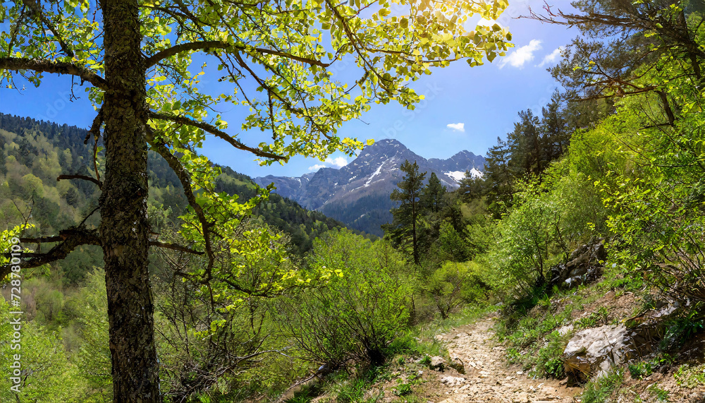 Obraz premium Trees in the mountains