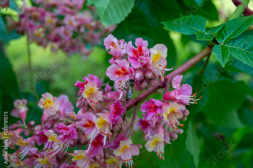 A bee pollinates the rose flowers of a tree