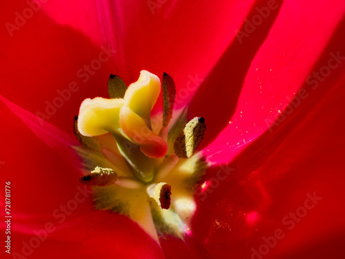 Red tulip flower from close up