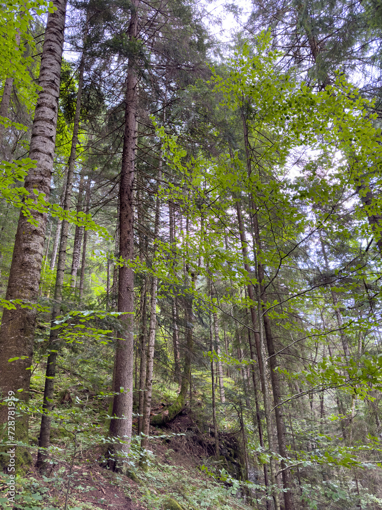Fototapeta premium Tall coniferous trees grow on the slope