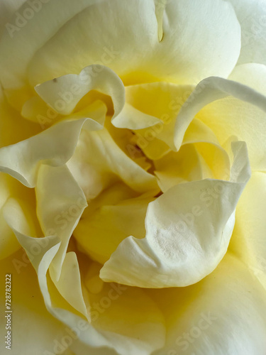 Delicate beige rose flower, macro photography