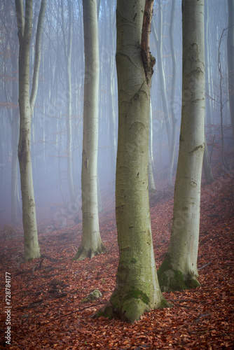autumn foggy forest