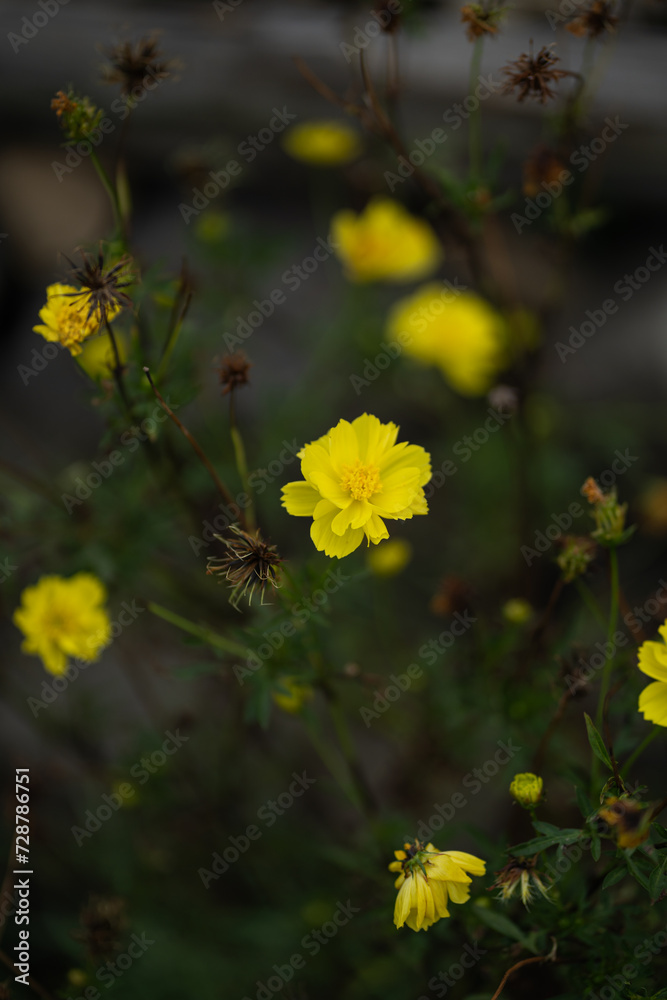 yellow flowers of the leaves yellow flowers of the leaves