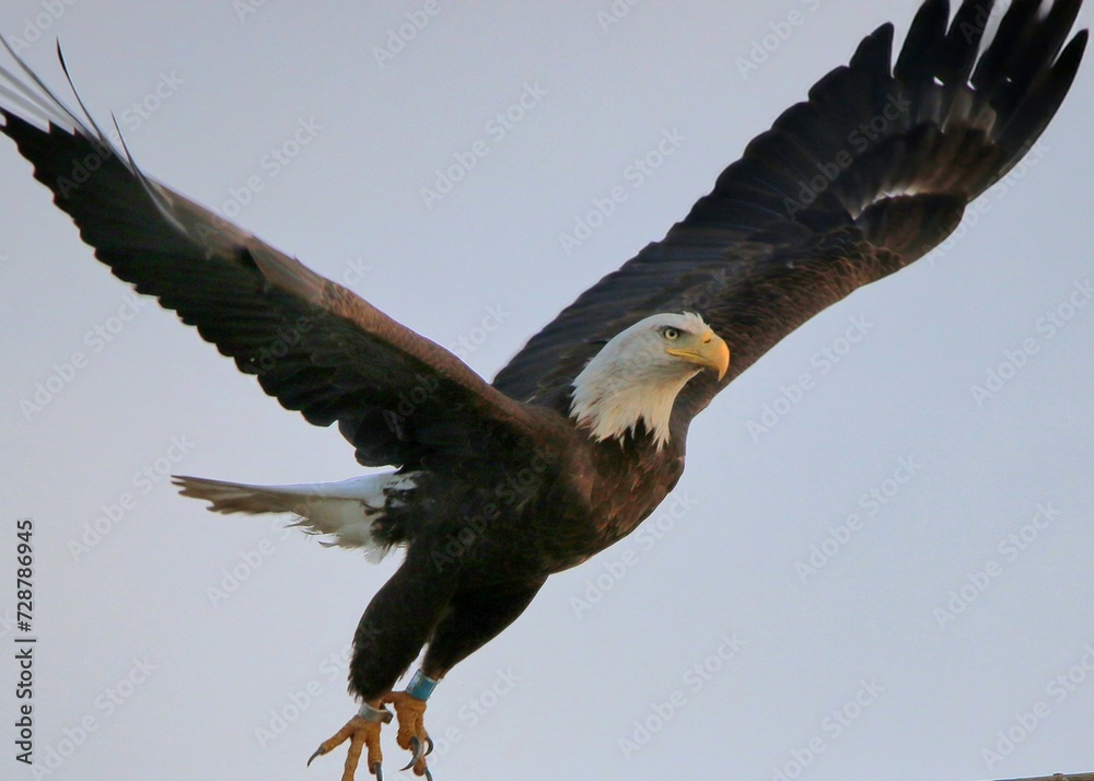 Obraz premium Bald Eagle in Flight