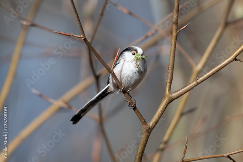Long-Tailed Tit with Nest Material in its Beak