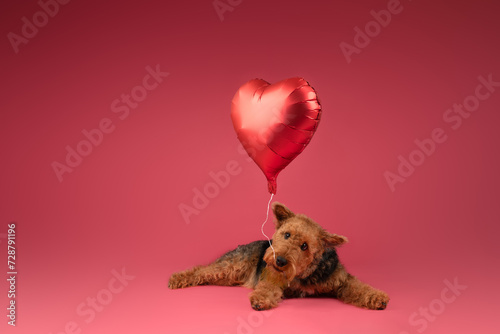 Obraz na plátně Valentine pup with a heart on a pink backdrop