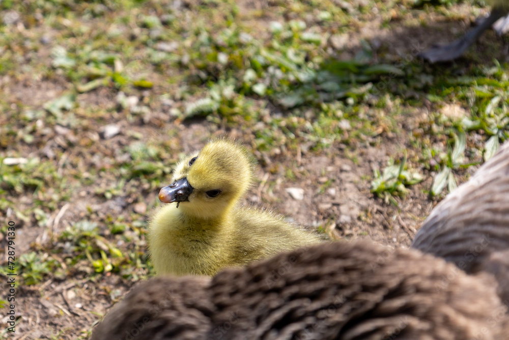 Ein gelbes Kücken in der Obhut der Mutter Gans in München Ein gelbes Kücken in der Obhut der Mutter Gans in München