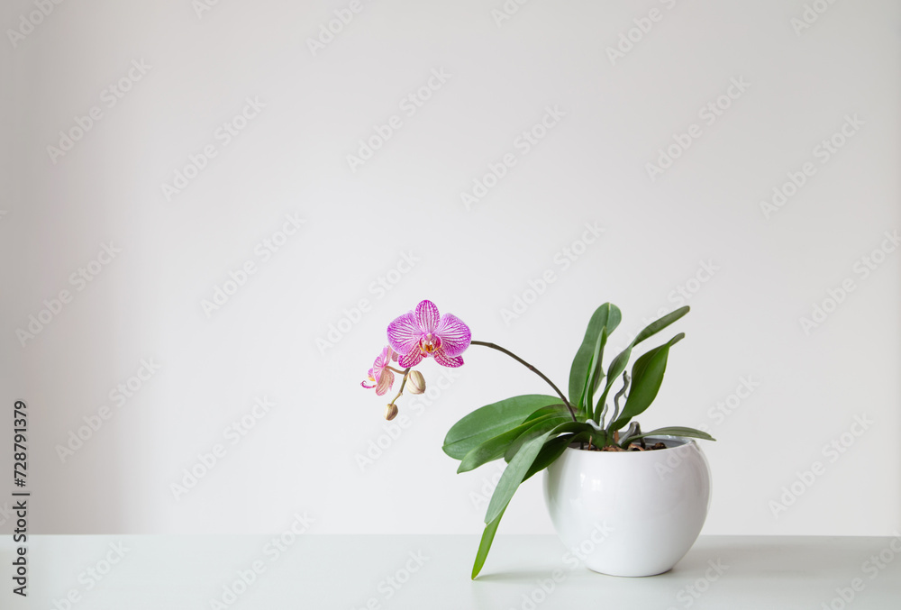 purple tiger orchid in flowerpot on white background purple tiger orchid in flowerpot on white background