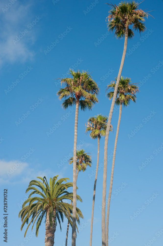 Palm trees and blue sky