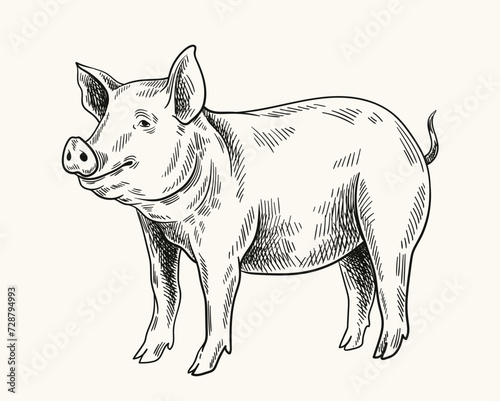 Pigs linear drawing. Minimalistic creativity and art, pencil sketch. Cattle from farm, domestic animal. Graphic element for website. Hand drawn flat vector illustration isolated on white background