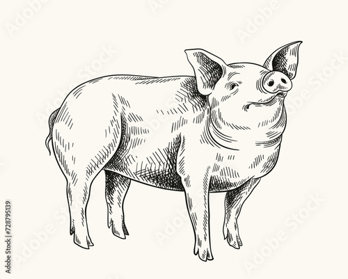 Pigs linear drawing. Minimalistic creativity and art, pencil sketch. Cattle from farm, domestic animal. Farming and agriculture. Hand drawn flat vector illustration isolated on white background