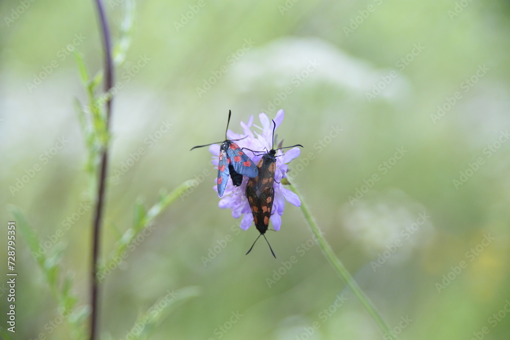 Fototapeta premium On a flower