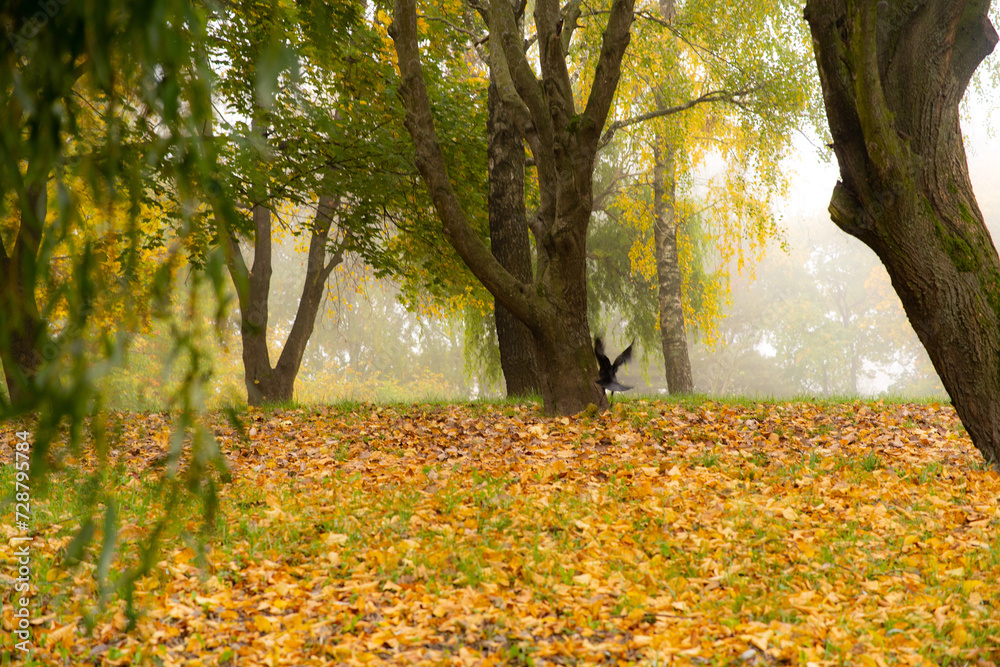 A breathtaking autumn park on a foggy morning...