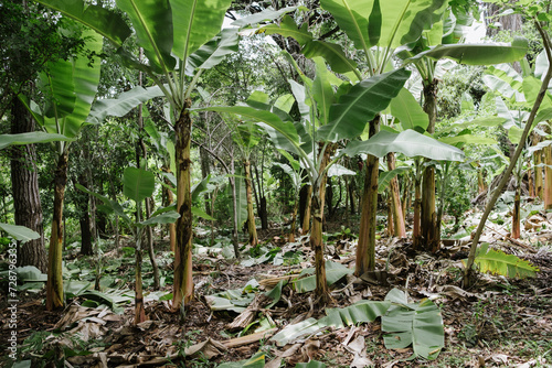 Bananeiras em sistema agroflorestal